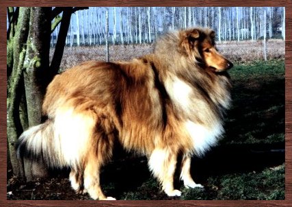 VOIR PEDIGREE