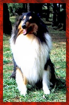 VOIR PEDIGREE