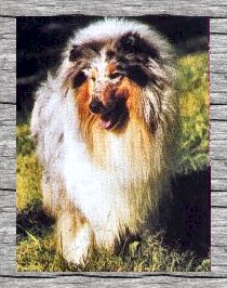 VOIR PEDIGREE