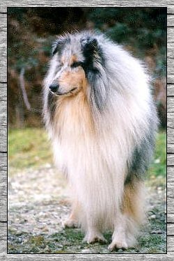 VOIR PEDIGREE