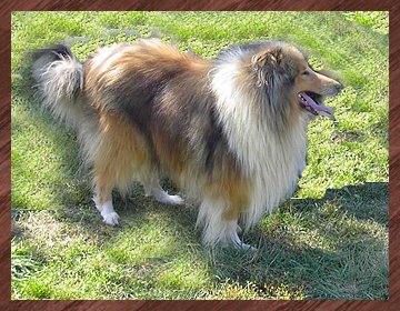 VOIR PEDIGREE