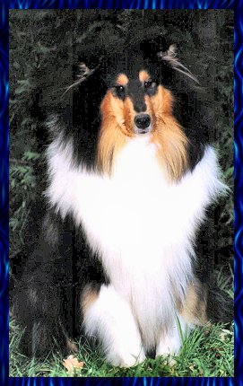VOIR PEDIGREE