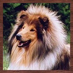 VOIR PEDIGREE