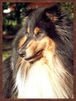 VOIR PEDIGREE