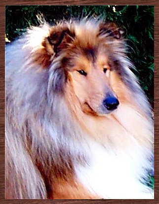 VOIR PEDIGREE