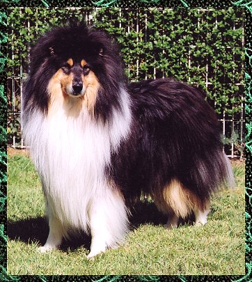 VOIR PEDIGREE